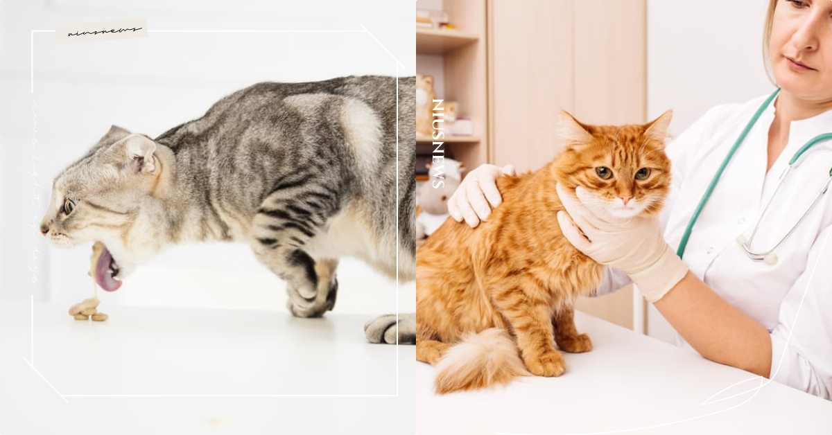 主子身體不舒服？「貓咪嘔吐物」的5大成分解析，反映身體狀況不容忽視！ 寵物圈圈、寵物吃喝玩樂、寵物照顧、寵物教養、寵物健康、寵物知識、貓咪嘔吐物