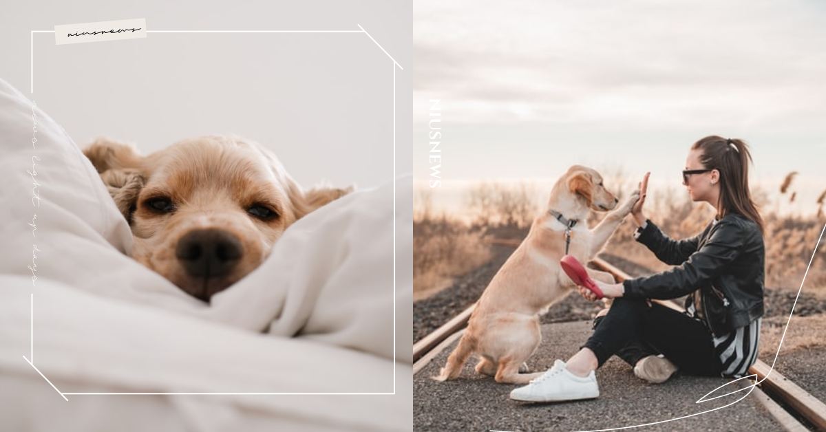 老狗想告訴主人的7件事！步入「老年期」的汪星人，容易焦慮更需要主人耐心的陪伴！ 可愛動物、寵物、毛小孩、動物、狗狗