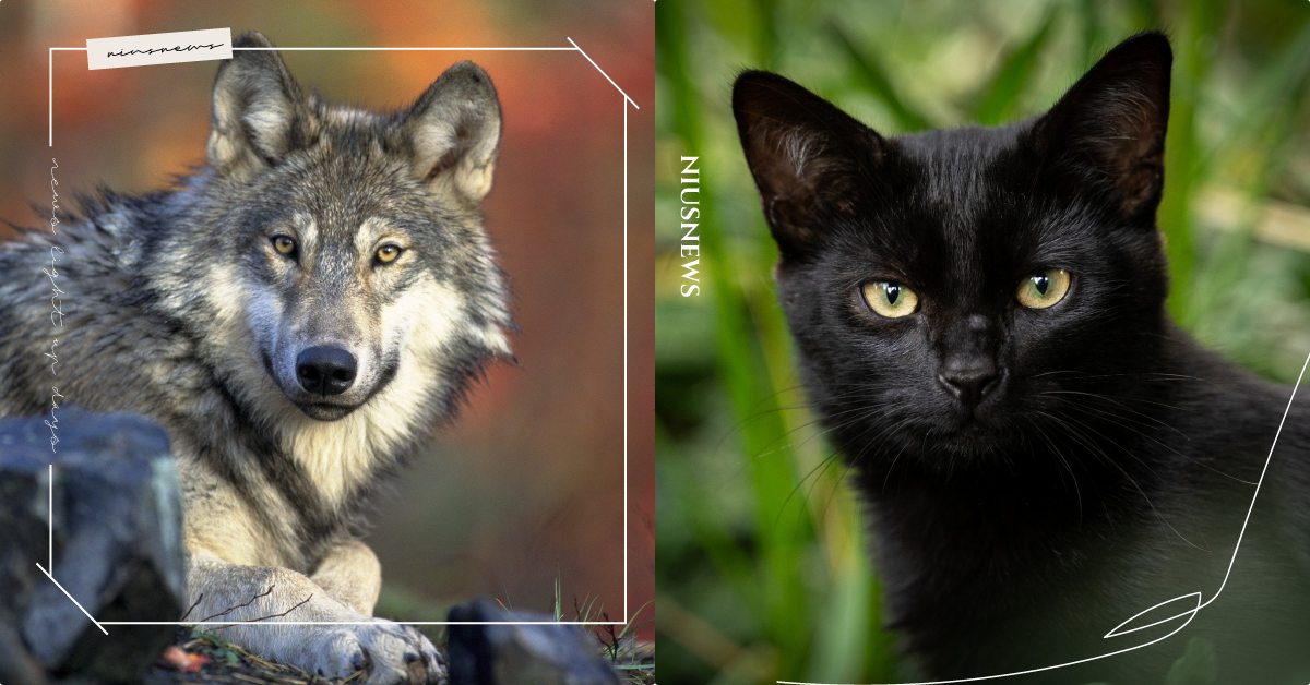 「最有吸引力的動物是哪一隻？」心理測驗5秒測出你的「黑暗面」在想些什麼！ 寵物圈圈、寵物吃喝玩樂、黑貓、黑豹、黑暗面