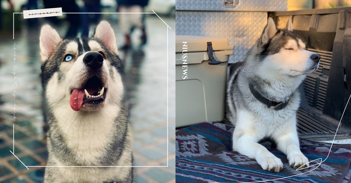 我是二不是笨！6個關於「哈士奇」外型、性格冷知識，高智商讓國外譽二哈爲逃生專家？ 可愛動物、寵物、毛小孩、動物、狗狗、汪星人、哈士奇、二哈、個性、外貌、冷知識