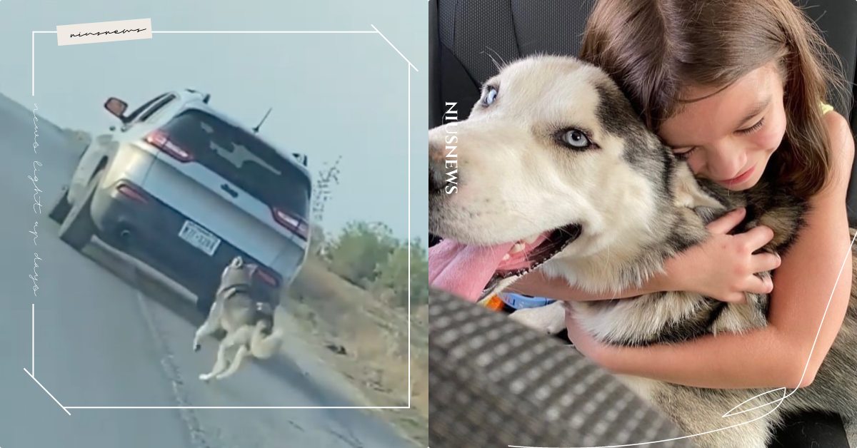 結局超暖心！「哈士奇」被遺棄路邊卻渾然不知狂追，好險動保志工在後面剛好發現！ 寵物圈圈、寵物吃喝玩樂、哈士奇、棄養、動物保護、動保志工、領養