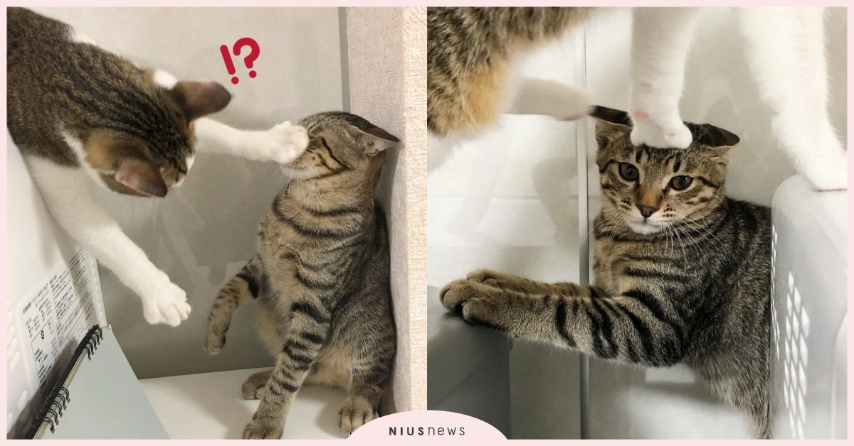 借我踩一下！日本「虎斑貓」被巴頭慘變墊腳石，兩貓推特相愛相殺日常萌翻網友！ 寵物圈圈、可愛寵物、寵物吃喝玩樂、日本、推特、虎斑貓、貓咪、貓奴、鏟屎官、人氣網紅貓咪