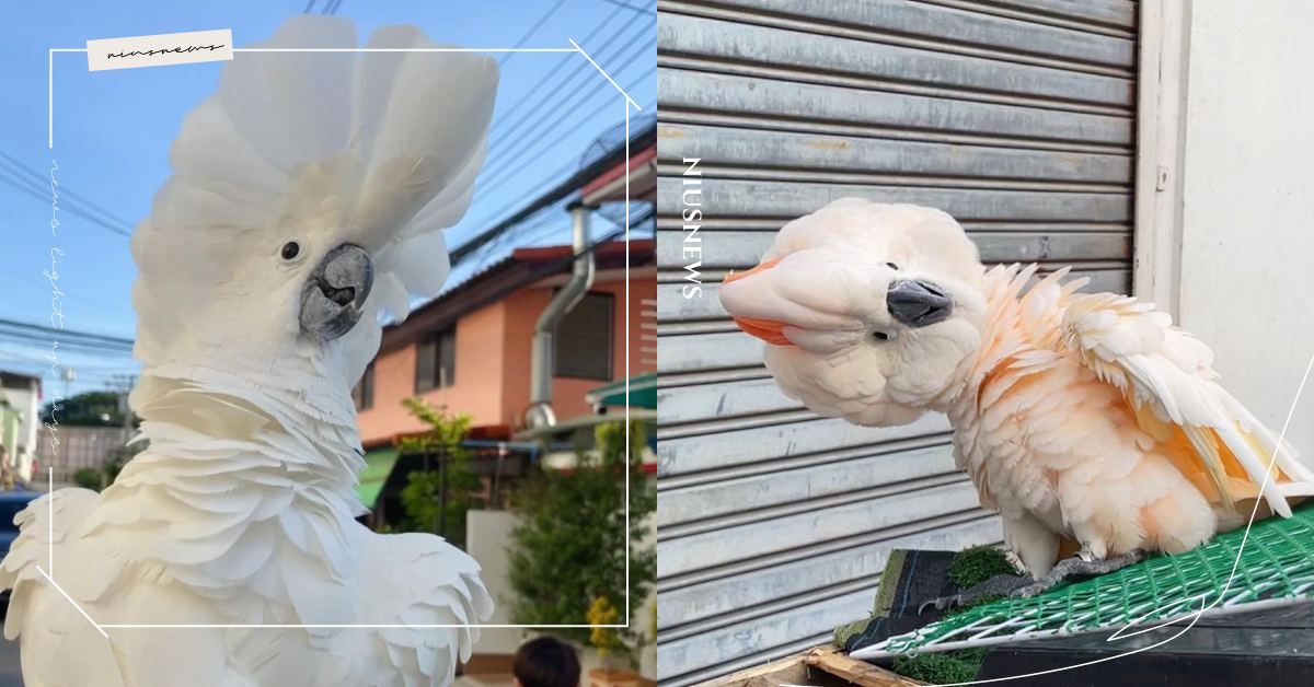 泰國「鸚鵡模特」台步教學！白鸚鵡律動感超強、步伐優雅，徒弟們爭相效仿卻都學不來！ 可愛動物、寵物、毛小孩、動物、鸚鵡、鳥、模特兒