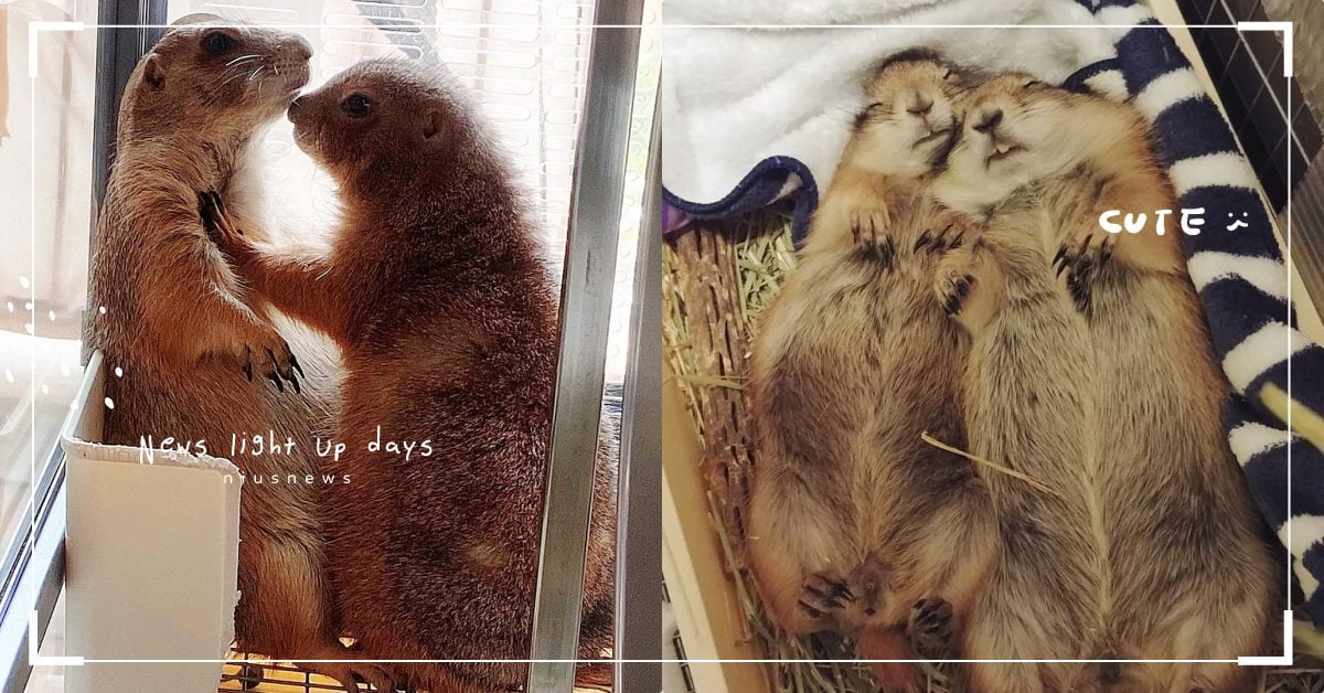 「土撥鼠」雙寶的撒嬌日常！互相舔毛看起來害羞又享受，連睡覺都要一起翻肚肚！ 寵物圈圈、寵物吃喝玩樂、可愛寵物、土撥鼠、撒嬌、特殊寵物