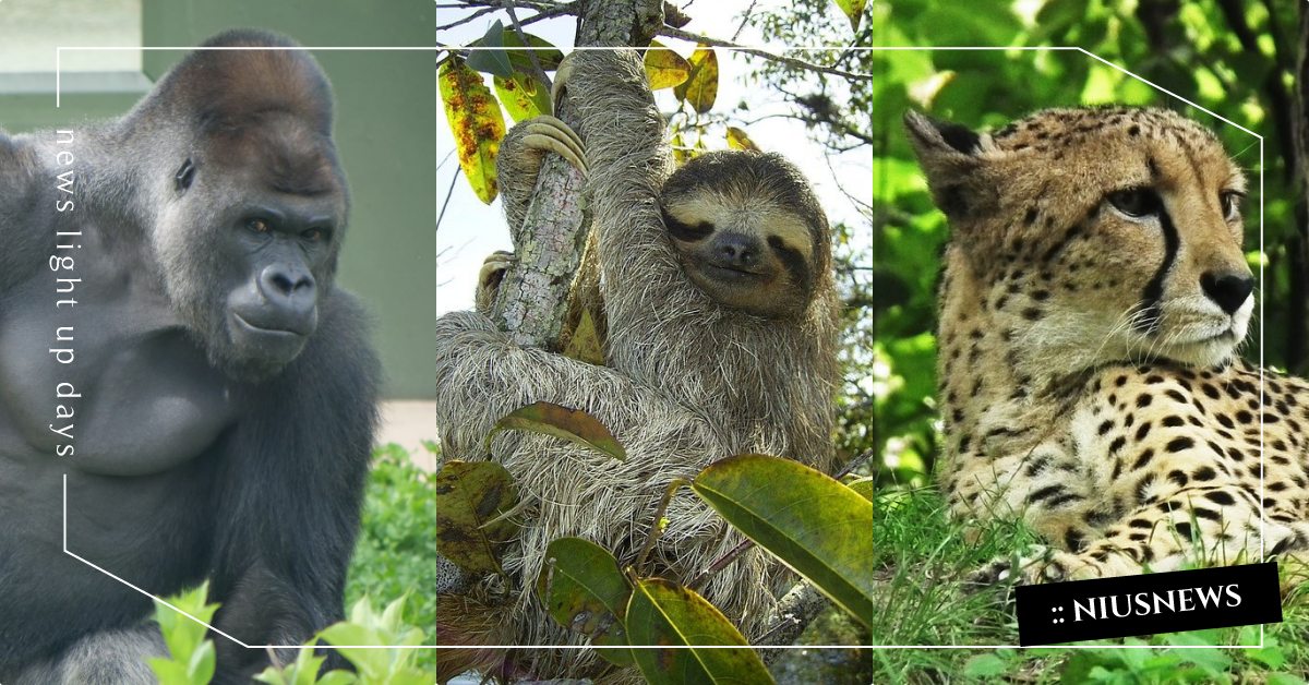 其實你是理財高手？日本「動物心理測驗」5秒測出內心隱藏天賦，樹懶根本出乎意料！ 寵物圈圈、寵物吃喝玩樂、寵物心理測驗、動物、心理測驗、隱藏天賦、動物心理測驗