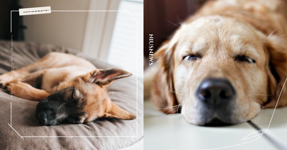 好好說再見！7個臨終狗狗「回到汪星球」的跡象，牠正在無聲與你道別 可愛動物、寵物、毛小孩、狗狗、狗狗知識、冷知識、動物、行為、臨終