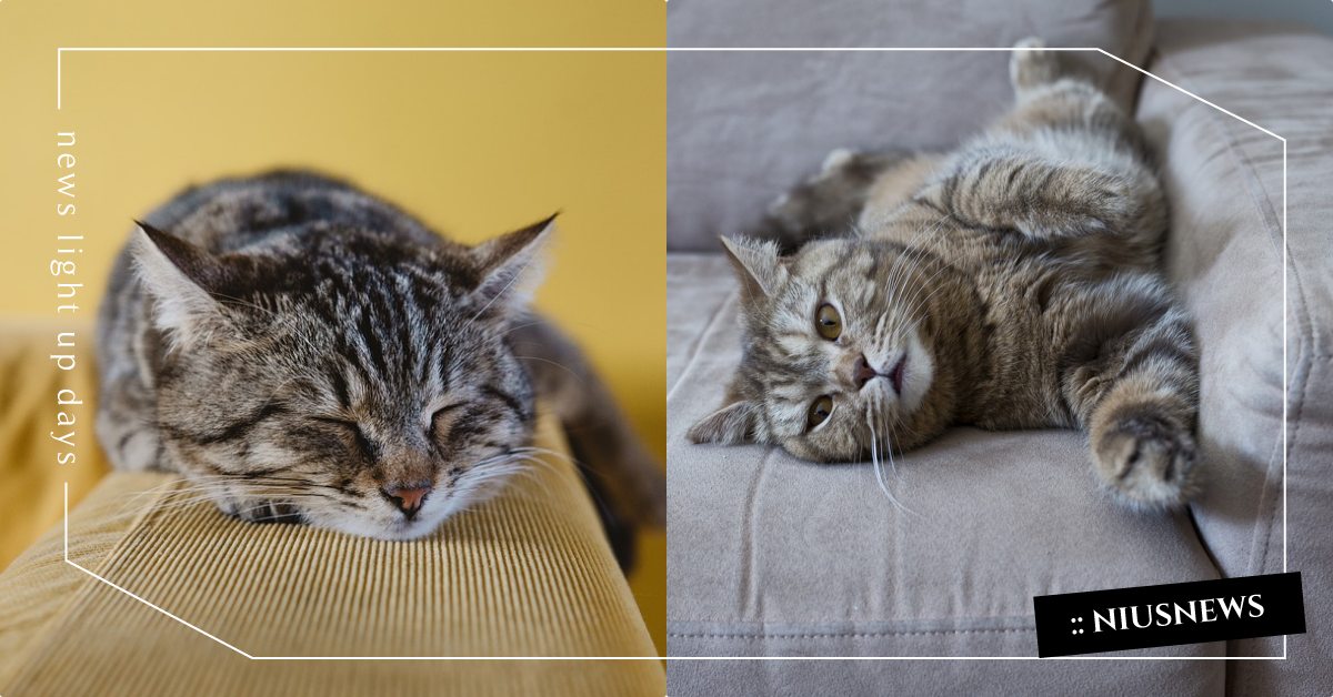 為什麼貓貓喜歡抓沙發？專科醫師揭密「貓破壞傢俱」主因，原來改善方式這麼容易！ 寵物圈圈、寵物吃喝玩樂、寵物知識、貓咪、貓咪行為、寵物健康、貓奴、鏟屎官、真想暫時變成貓