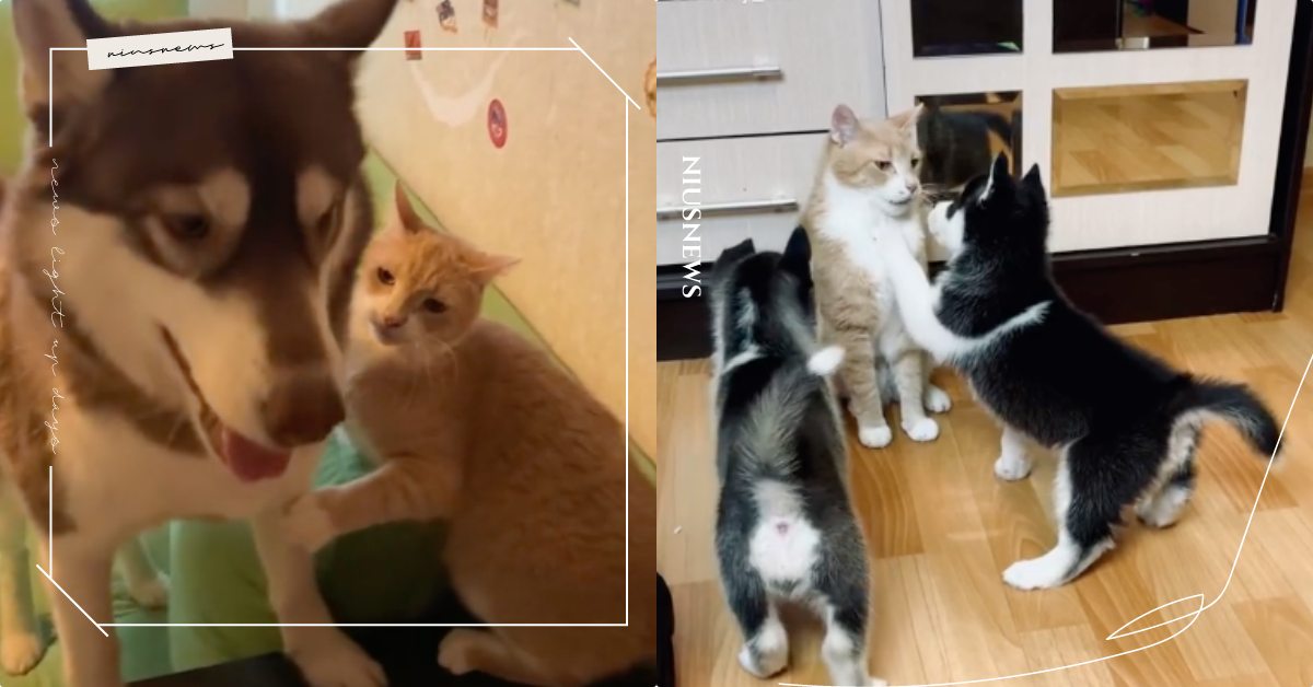 橘貓一打三！哈士奇寶寶對貓主子「毛手毛腳」想偷摸人家，賞了巴掌還學不乖！ 寵物圈圈、寵物吃喝玩樂、可愛寵物、哈士奇、橘貓