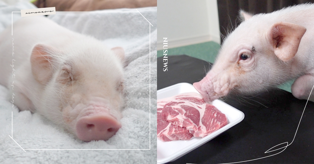 飼養是為了烹飪？「一百天後吃的豬」迷你豬最終下場曝光，「震撼照」網回應兩極！ 可愛動物、寵物、推特熱議、一百天後吃的豬、食農教育、動物、迷你豬、生命教育