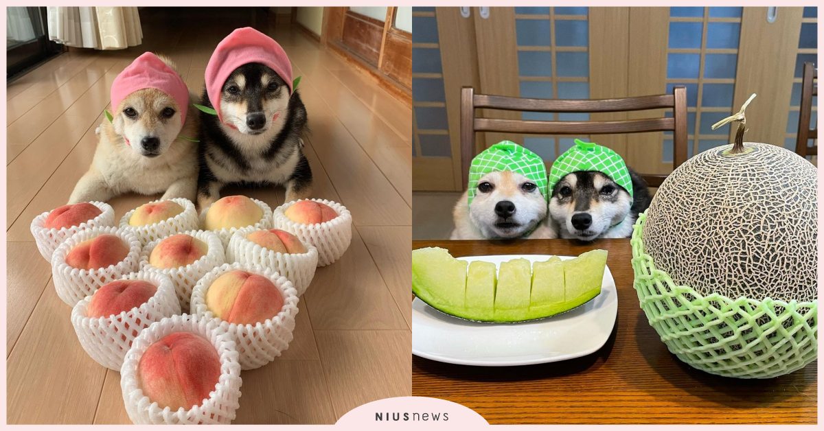 看起來好Juicy！日本人氣柴犬「七彩水果裝」看起來超療癒，網友直呼好想咬一口！ 寵物圈圈、寵物吃喝玩樂、可愛寵物、柴犬、變裝、copslay、換裝、日本