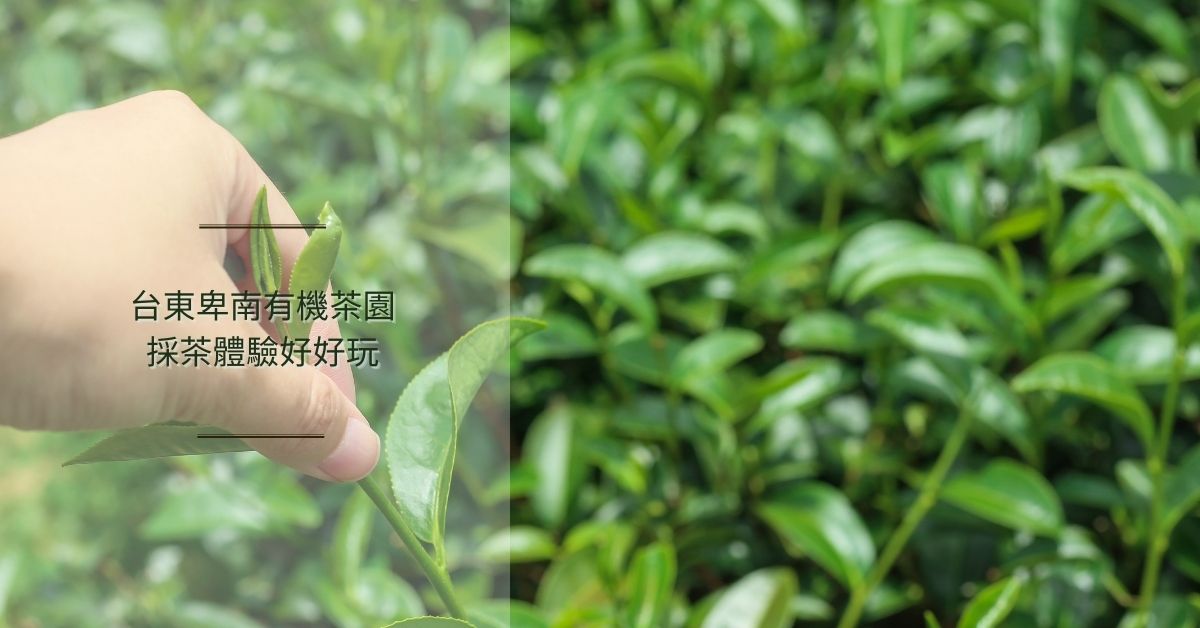 台東卑南有機茶園採茶體驗好好玩 