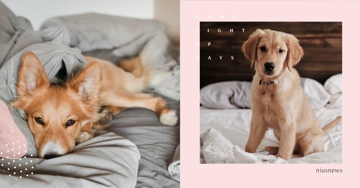 解析狗狗感到孤單的７個跡象！「離家前踱步、睡在奇怪的地方」你家汪星人中了幾項？ 可愛動物、寵物、毛小孩、狗、寵物知識、動物、冷知識、孤單、行為