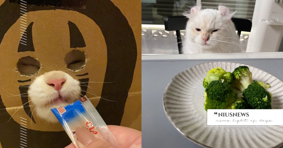 貓咪Cosplay無臉男吃肉泥？日本強大推主自創「紙箱玩具」，嘟嘴狂舔超療癒！ 寵物圈圈、寵物吃喝玩樂、日本、推特、紙箱貓、肉泥、貓咪、貓奴、鏟屎官、人氣網紅貓咪