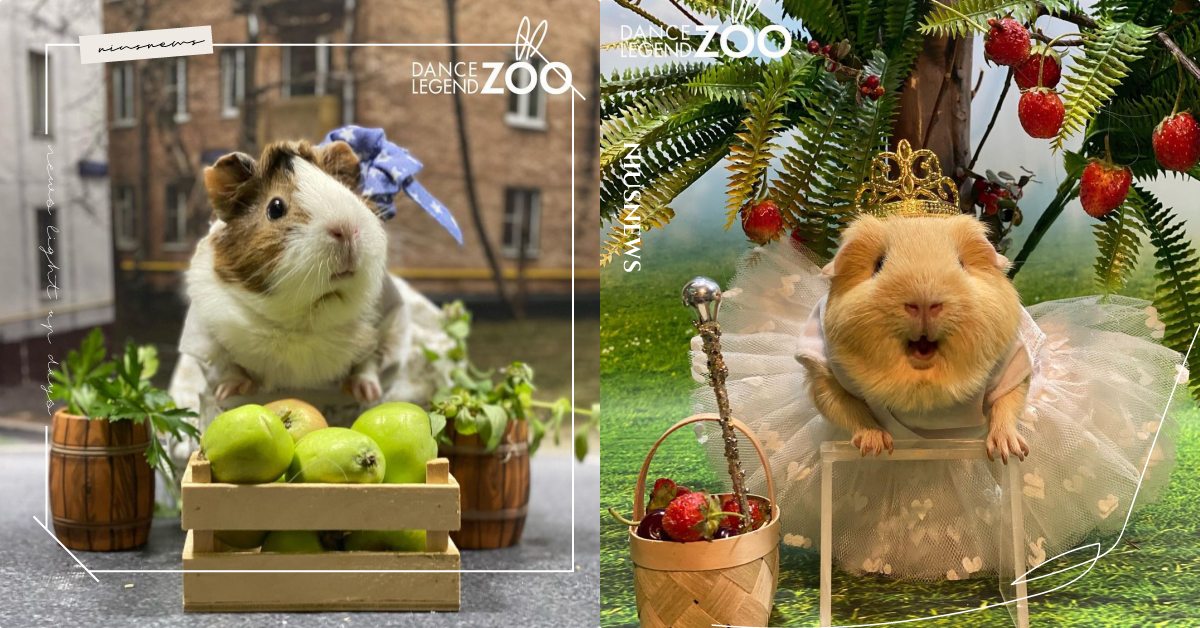 俄羅斯動物園真「鼠」實境秀！「天竺鼠」真槍實彈上演舞台劇，毛孩也可以登上百老匯！ 寵物圈圈、寵物吃喝玩樂、可愛寵物、天竺鼠、俄羅斯、動物園、Cosplay