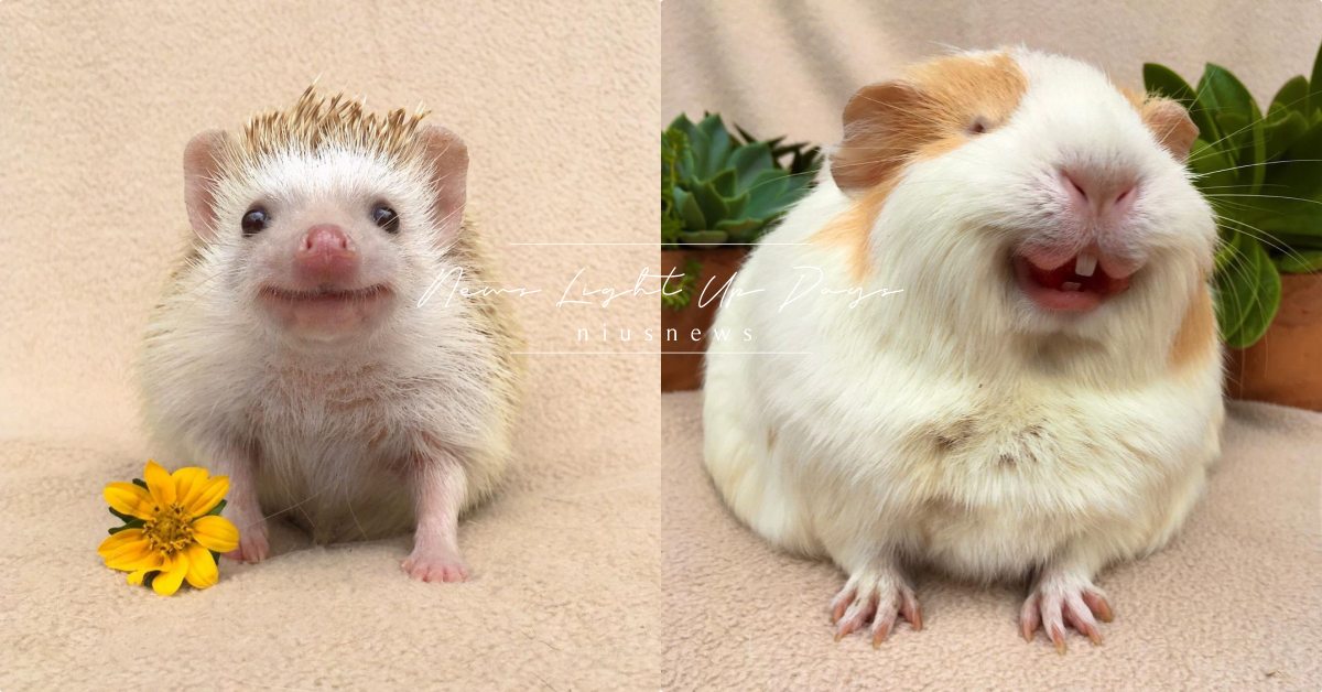 尷尬又不失禮貌的微笑刺蝟！哥倫比亞「天竺鼠家庭」收養新寵物的背後故事好暖心！ 天竺鼠、刺蝟、寵物圈圈、寵物吃喝玩樂、寵物、可愛寵物