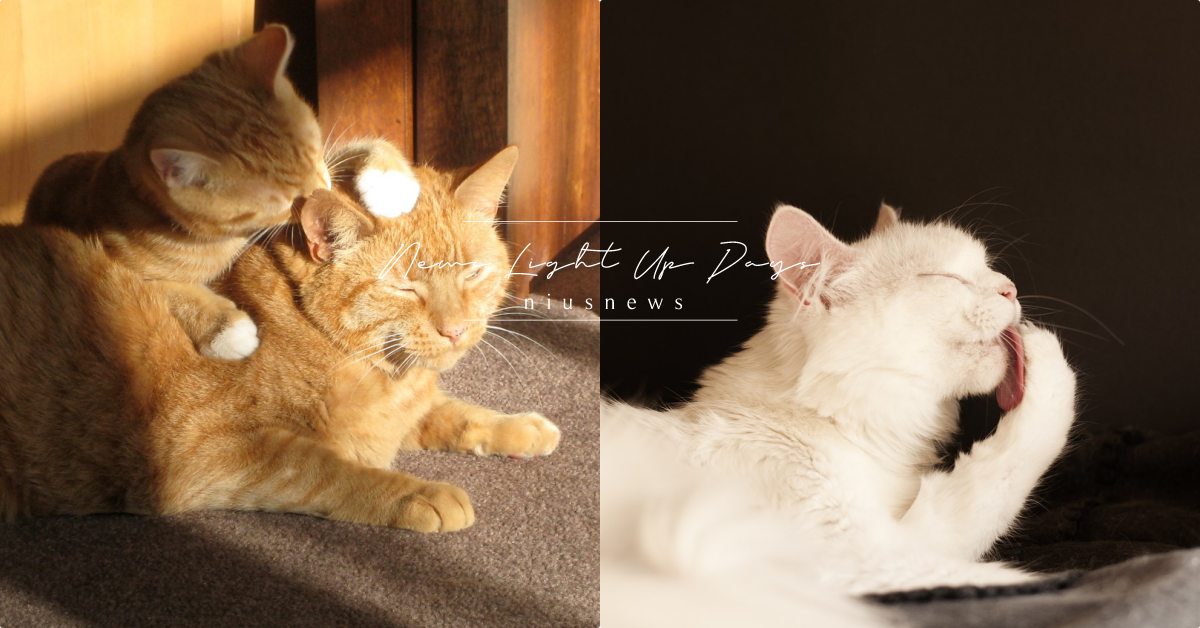 貓咪為什麼很愛「洗臉」？臉部長期髒污需檢查，獸醫：沒有比喵星人更愛乾淨的動物了 寵物圈圈、貓咪、寵物吃喝玩樂、寵物教養、寵物行為