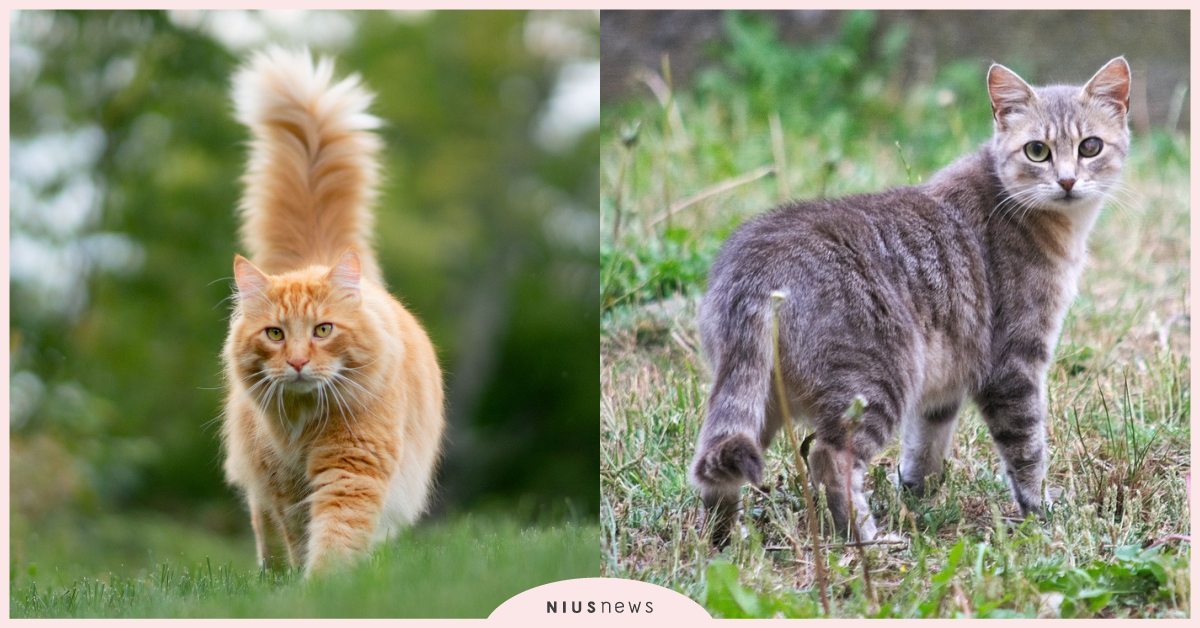 喵星人尾巴高低代表什麼？盤點6個「貓咪表達情緒」方式，身體語言其實比人類還直率！ 寵物圈圈、寵物吃喝玩樂、寵物行為、寵物健康、貓咪行為、貓咪、貓咪尾巴、真想暫時變成貓