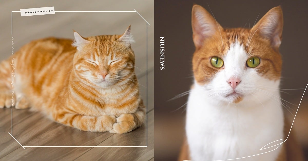 橘貓７大特色分析！「名字很常是食物、體型很巨」你家小橘身材也是阿嬤養的嗎？ 橘貓、貓咪、貓咪冷知識、寵物知識、可愛寵物、寵物、動物、可愛動物、個性、分析