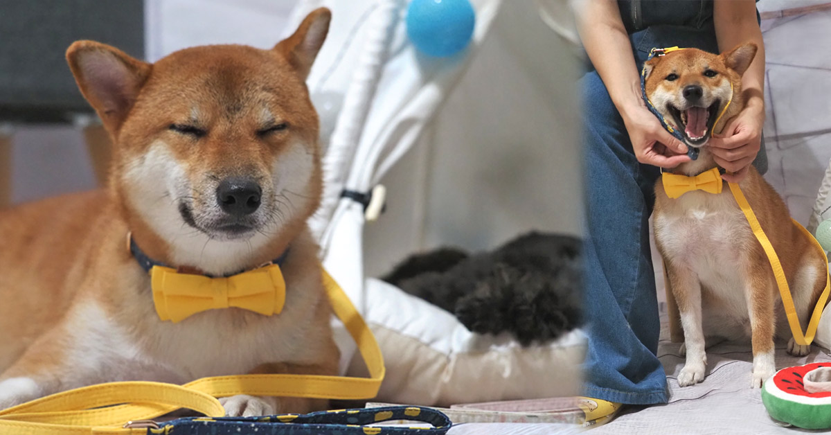 美好毛日 Pawsholic爪迷 吸睛啾啾 時毛有個性 回頭率超高 美好毛日、Pawsholic爪迷、寵物精品配件、狗狗牽繩、毛小孩、寵物用品