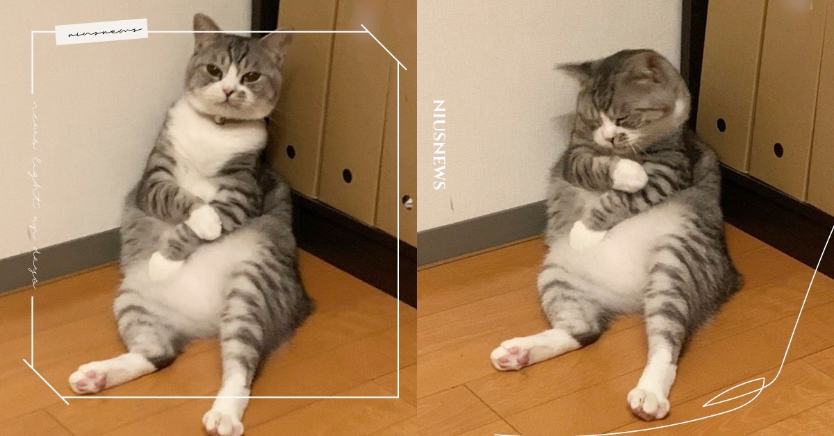 胖貓貓窩角落度估，模樣激似「強忍疫苗副作用」，網：根本是打完疫苗的me 推特熱議、貓咪、寵物趣聞、疫苗、寵物、動物、萌寵、迷因、梗圖