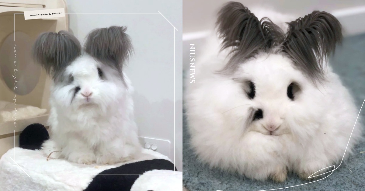 不是絨毛玩偶！呆萌安哥拉兔自帶「灰垂耳＋嘴邊黑毛毛」，網笑：好像貪吃痣 可愛動物、安哥拉兔、小紅書萌寵、動物、寵物、兔子、貪吃痣、呆萌、芝麻湯圓