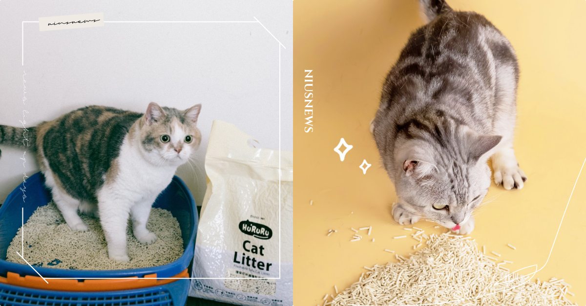 10品牌最強評比！「貓咪豆腐砂Top5」推薦，遇水一秒溶解沒味道也不刺鼻！ 寵物圈圈、寵物選品、貓咪、鏟屎官、貓奴、主子、貓砂