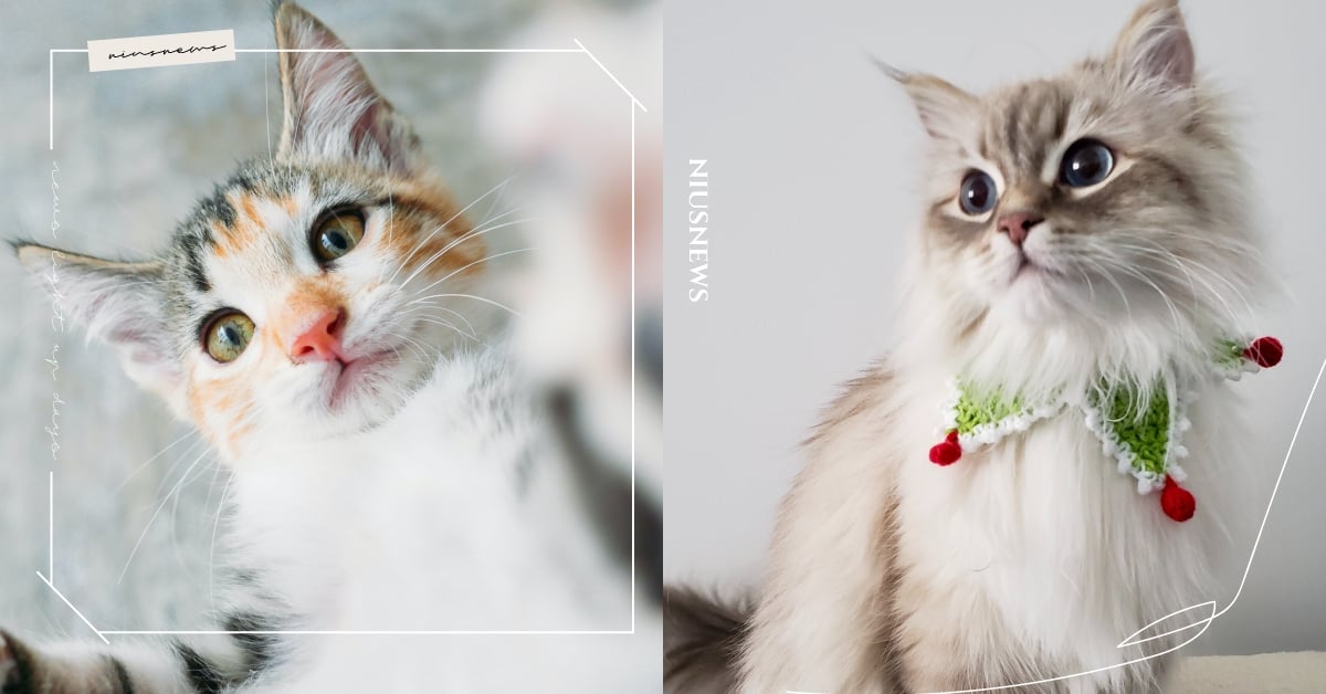 2022最新！貓奴鏟屎官必讀「母貓發情結紮」照顧方法＋常見問題總整理！ 2022最新、貓咪發情、貓咪結紮、寵物知識、貓咪、貓咪冷知識、貓奴、鏟屎官