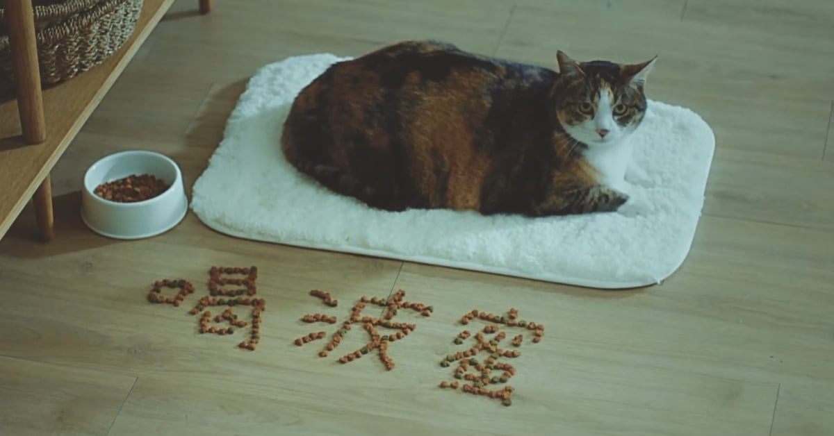 打這麼多廣告是有原因的，聽話就對了！ 台灣、波蜜、蔬果汁、搞笑