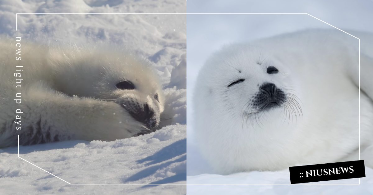 小海豹睡前吃手手！野生動物攝影師「海豹日常」全都錄，睡眼惺忪模樣超療癒！ 寵物圈圈、可愛寵物、小海豹、野生動物攝影師、野生動物