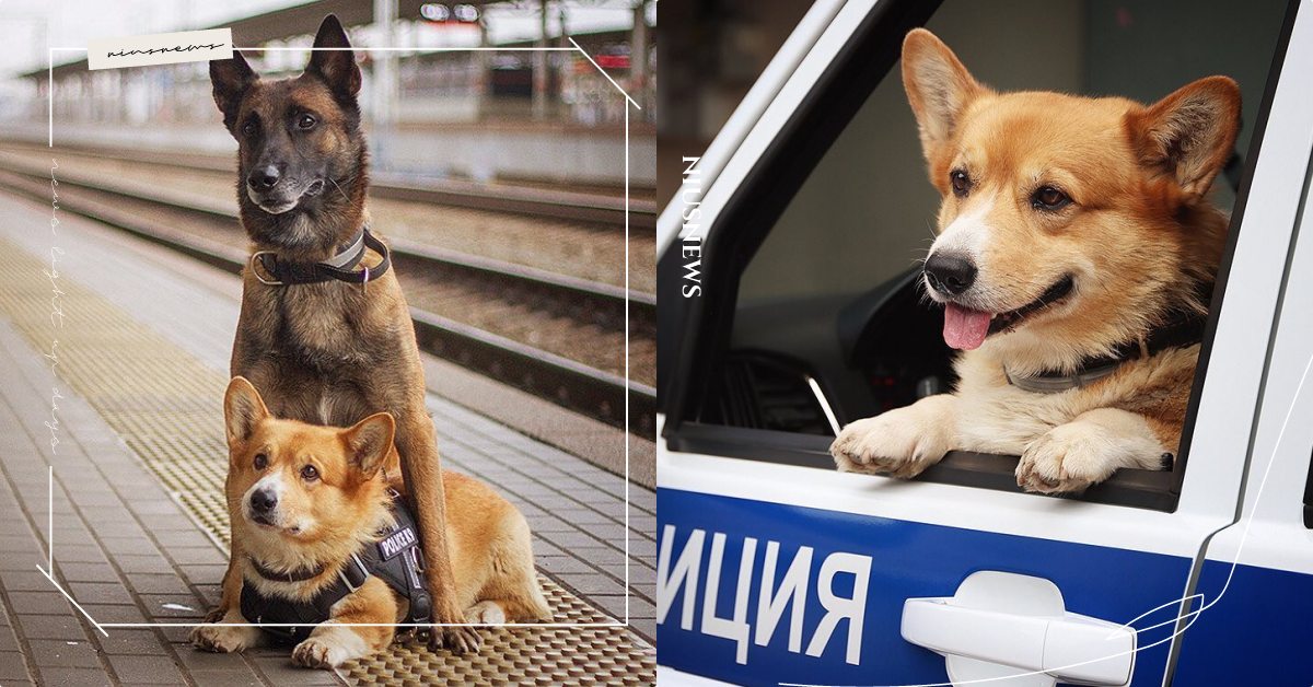 大長腿＋小短腿超合拍！俄羅斯唯一「柯基警犬」光榮退休，服役期間從未受過處分！ 寵物圈圈、可愛寵物、柯基、警犬、狼犬