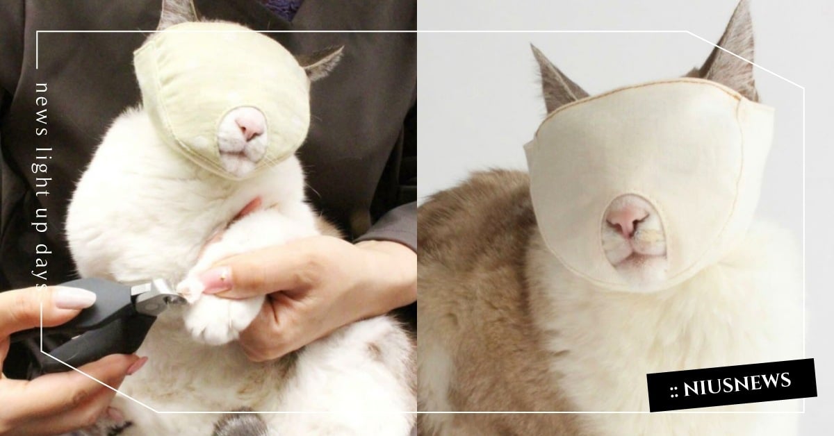 鏟屎官福音！日本推出貓咪專用「剪指甲」頭套，網笑：拍攝者不救？ 貓咪小物、貓咪剪指甲頭套、推特熱議、寵物、貓咪、趣聞、毛孩、鏟屎官、貓奴
