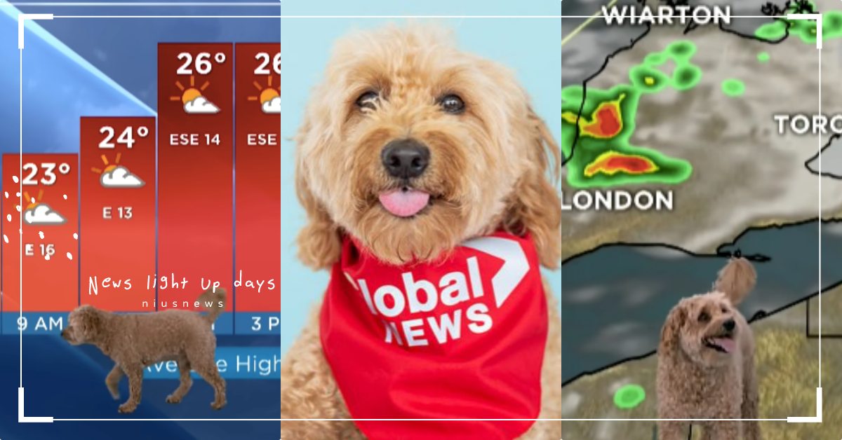 「貴賓」亂入新聞氣象台！狗狗撞名「專業術語」以為被呼叫，一臉懵在旁走來走去超可愛 寵物圈圈、可愛寵物、加拿大、寵物、狗狗