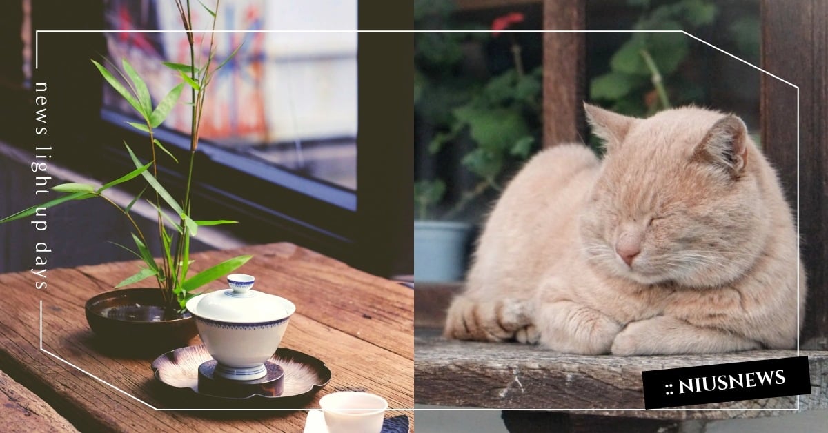 古代人怎麼養貓？超有趣「納貓儀式」大公開，良辰吉時和聘禮都不可少！ 古代人養貓、納貓、聘貓、貓咪冷知識、寵物趣聞、有趣、貓咪、貓奴、鏟屎官、毛孩