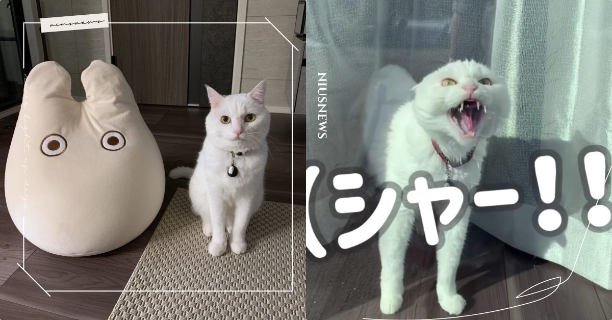 喵星人狂罵髒話？日本白貓午睡被鏟屎官吵醒，「起床氣」超嚴重笑翻數萬網友！ 可愛寵物、寵物圈圈、寵物吃喝玩樂、推特、寵物