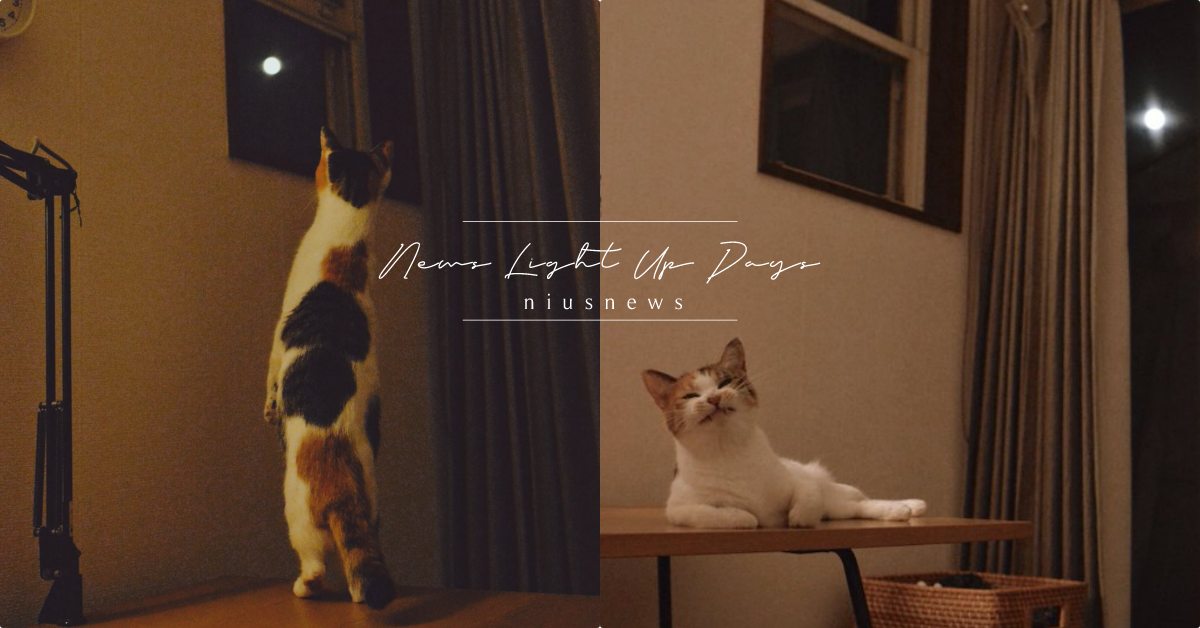 感覺下一秒會變身？日本貓貓站立「賞中秋圓月」，好像在跟月亮許願畫面超優美！ 寵物圈圈、寵物吃喝玩樂、可愛寵物、貓咪、推特