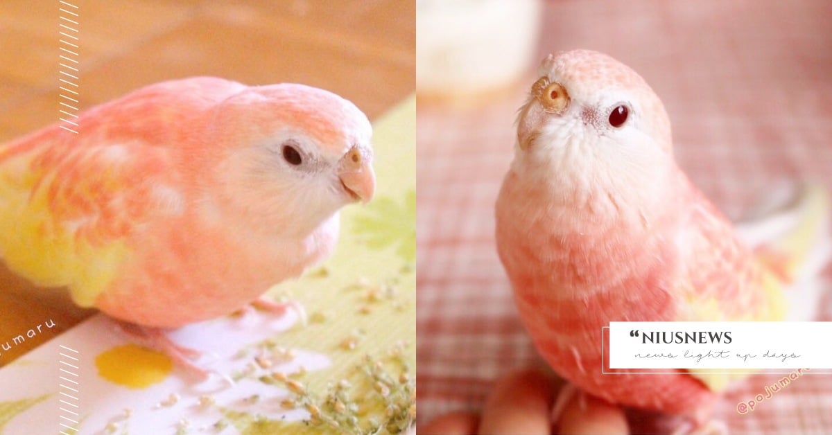 初戀粉色系！日本IG熱議「草莓牛奶鳥」超夢幻羽色原來是這個品種？ 草莓牛奶鳥、秋草鸚鵡、小鳥、寵物IG介紹、IG熱議、寵物、萌寵、動物、可愛、療癒