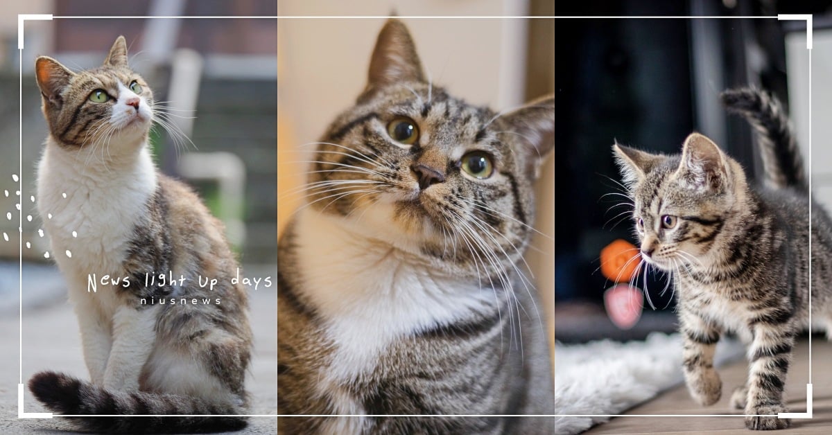 虎斑貓７大個性分析！「好奇心旺盛、很會找樂子」簡直是調皮寶寶第一名！ 虎斑貓、貓咪個性、特質、米克斯、寵物知識、寵物趣聞、冷知識、貓奴、鏟屎官、毛孩.動物、寵物、個性分析、特質