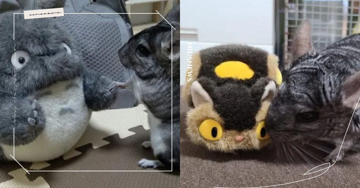 龍貓跟玩偶牽手相見歡！日本「栗鼠」喜歡跟娃娃當朋友，聞聞蹭蹭融化一票網友！ 寵物圈圈、可愛寵物、寵物吃喝玩樂、寵物趣聞、龍貓、絨毛絲鼠、栗鼠、推特、日本