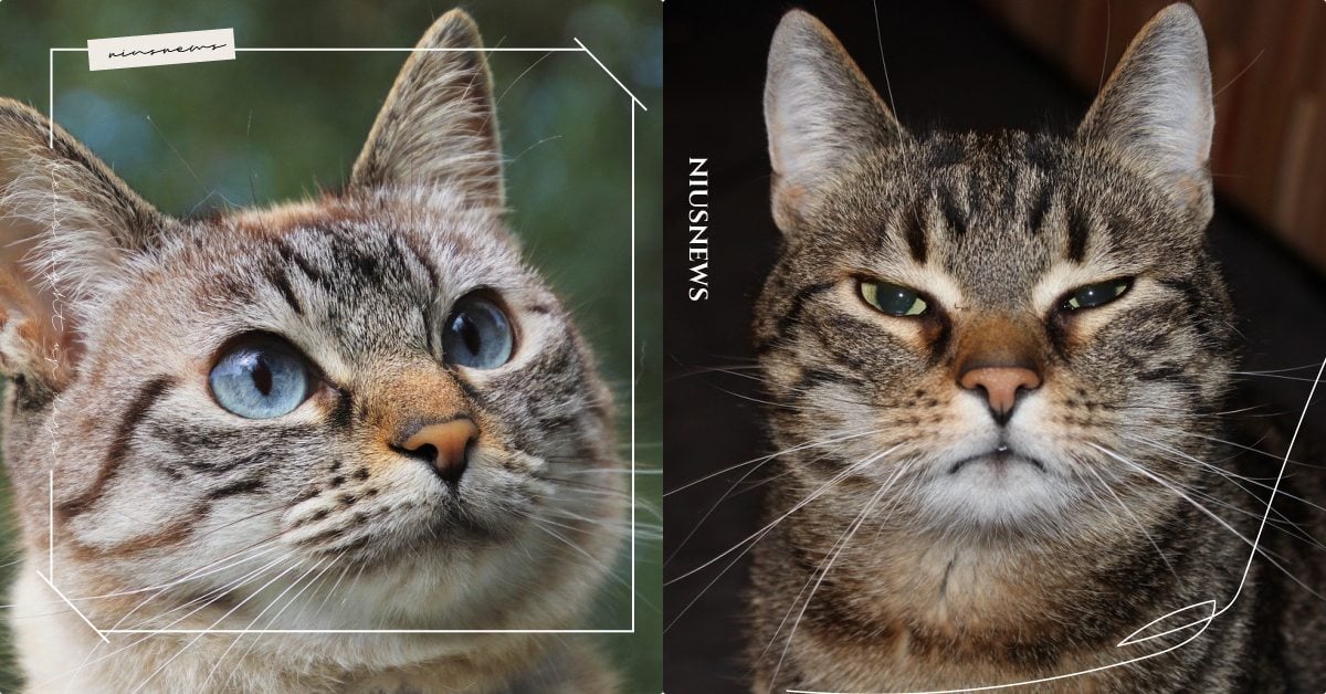 「貓咪鬍鬚」會隨心情改變角度！關於喵星人5大鬍鬚學問，理解貓脾氣絕不能只靠尾巴 寵物圈圈、寵物健康、寵物吃喝玩樂、貓咪、鏟屎官、貓鬍鬚、真想暫時變成貓