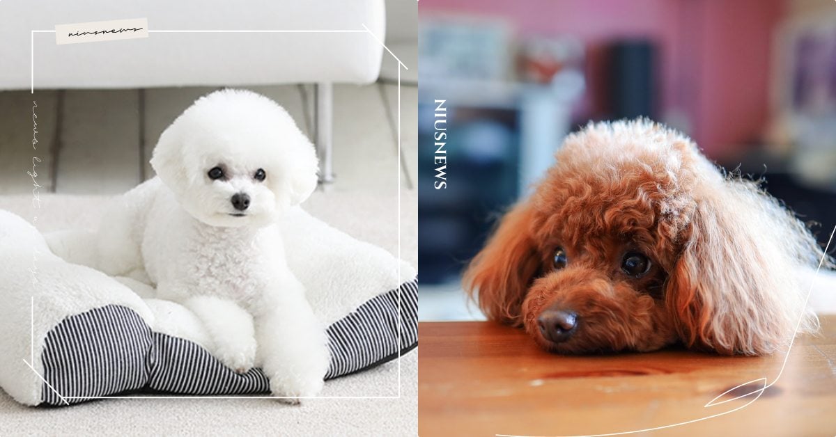 「貴賓犬」的6個秘密！有著像羊一樣捲捲的毛，以前竟然是貴族御用的松露獵人！ 寵物圈圈、可愛寵物、貴賓犬、貴賓、狗狗知識、寵物健康、寵物知識、寵物教養