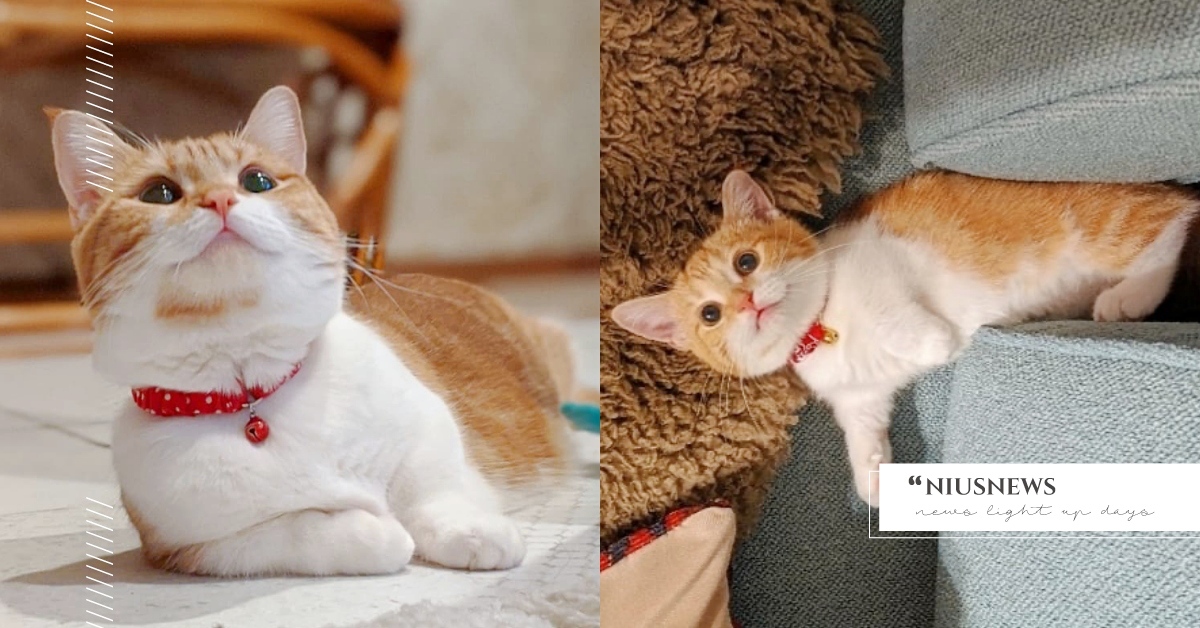 「曼赤肯短腿貓」分析＋6個小秘密！激萌土播鼠坐姿大公開、其實短腿不是基因缺陷？ 曼赤肯短腿貓、冷知識、品種貓、貓咪、毛孩