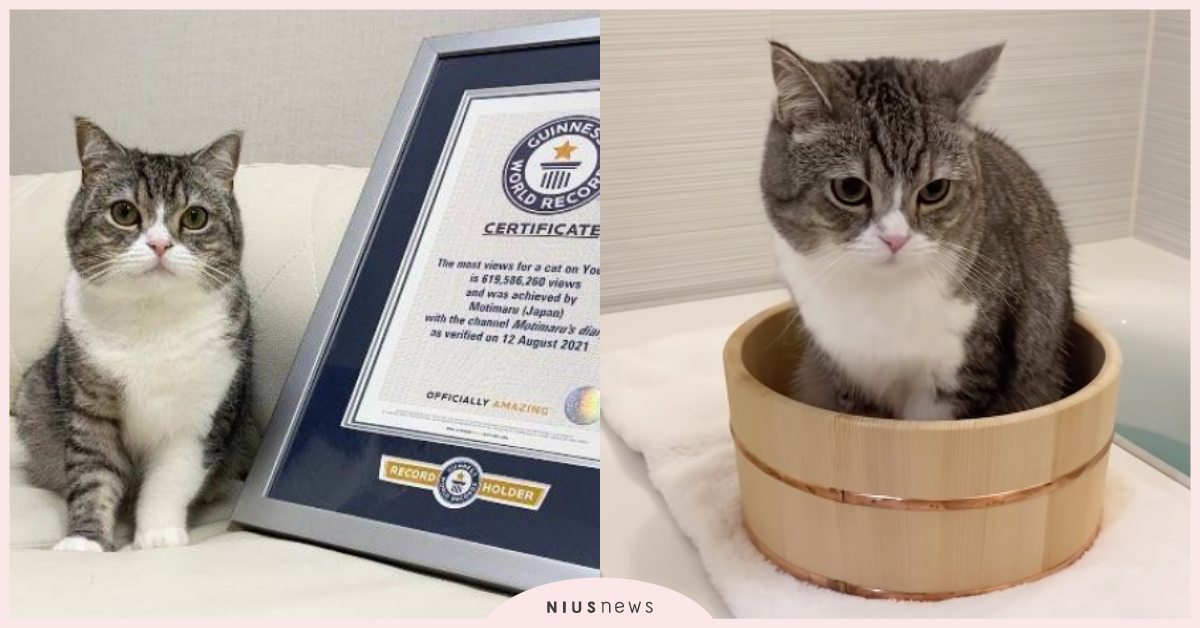 金氏世界紀錄「YouTube最受歡迎的貓咪」！觀看次數超過7億，連翻身都萌哭網友 寵物圈圈、可愛寵物、寵物吃喝玩樂、金氏世界紀錄、貓咪、日本、推特、人氣網紅貓咪