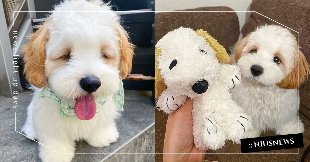 天氣播報員？小萌汪用表情神演繹「熱成狗」，瞇眼吐舌激似史努比人氣角色！ 熱成狗、表情包、查理王小獵犬、比熊犬、狗狗、寵物、動物、emoji、史努比、絨毛娃娃