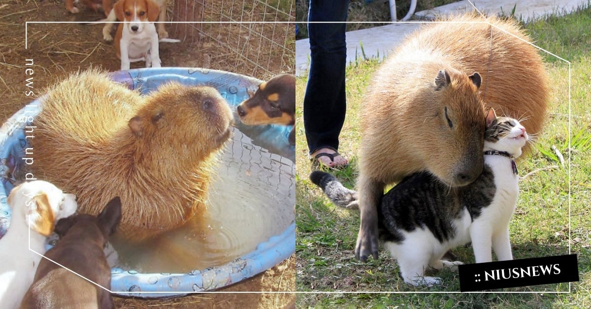 邊緣人的偶像！動物社交王「水豚」佛系交友法大公開，連鱷魚都是牠的好麻吉！ 