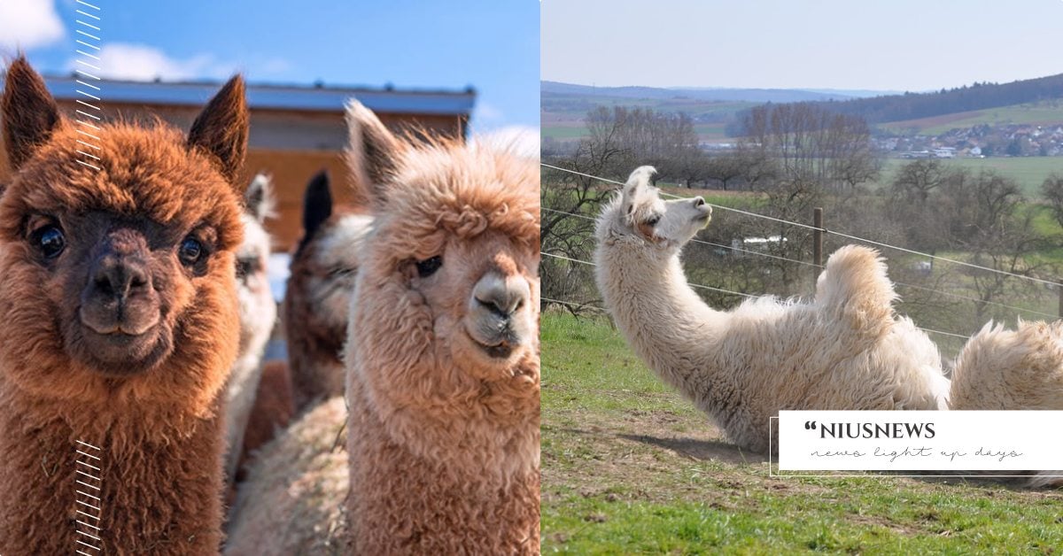 關於「草泥馬」的9個冷知識！不爽時會使用噴口水攻擊，不用訓練就會定點上廁所！ 寵物圈圈、可愛寵物、動物冷知識、動物園、動物、草泥馬、羊駝