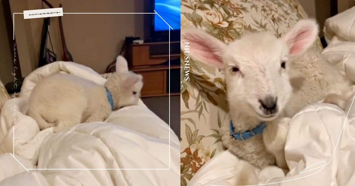 確定不是狗狗嗎？澳洲「小綿羊」躍上沙發準備就寢，折手瞇眼模樣融化百萬網友！ 可愛寵物、寵物圈圈、綿羊、狗狗、萌寵、抖音爆紅、可愛