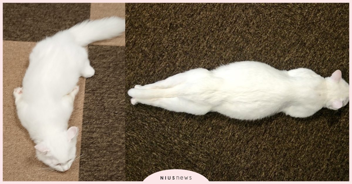 這肯定是一條貓咪！日本貓咪咖啡廳白貓「驚人睡姿」，網友：連睡覺都有強迫症？ 可愛寵物、寵物圈圈、寵物、推特、推特爆紅、貓咪、貓咪咖啡廳、人氣網紅貓咪