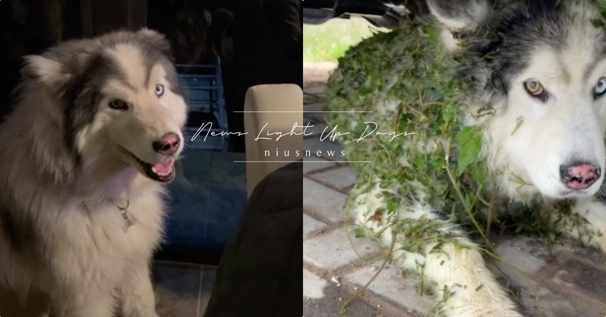 毛主人崩潰系列！美國「哈士奇超愛拈花惹草」，網友：放風回來變成香菜豬血糕？ 寵物圈圈、可愛寵物、抖音、抖音爆紅系列、哈士奇、香菜豬血糕、遛狗、寵物吃喝玩樂、毛主人崩潰