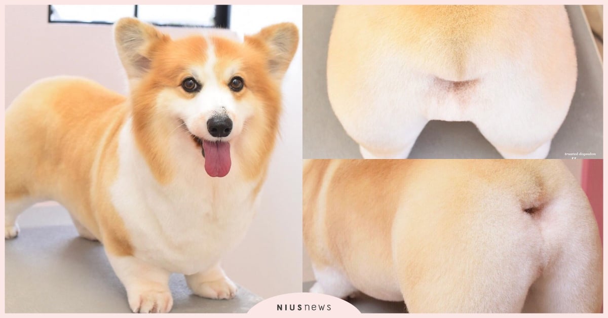 可愛柯基剪毛記！超療癒「渾圓肥屁屁」完美弧度激似剛出爐的麵包 柯基、柯基屁屁、寵物美容、寵物IG介紹、攝影、療癒、可愛、寵物、狗、動物