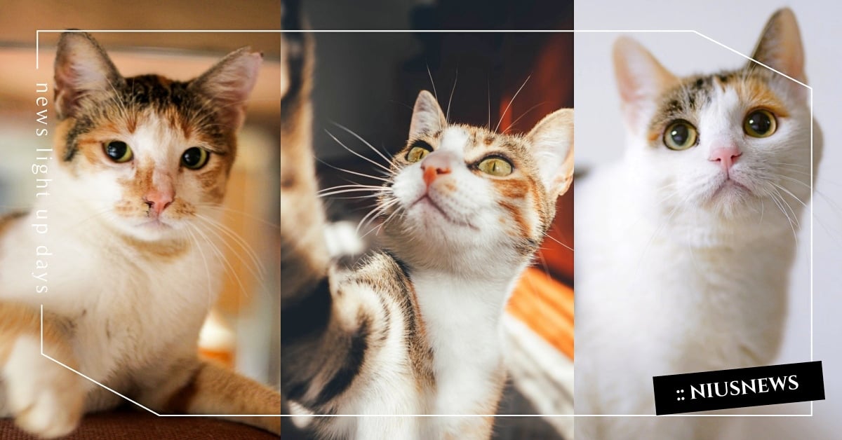 三花貓７大個性分析！「愛撒嬌、脾氣陰晴不定」公主病喵喵就是牠！ 三花貓、米克斯、貓咪、個性、特質